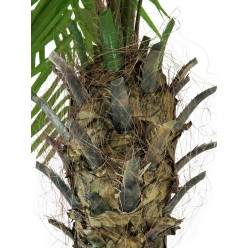EUROPALMS Phoenix palm tree luxor, artificial plant, 240cm
